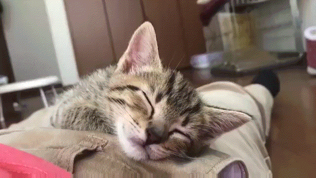 大家来品品这奶声奶气的小奶猫~还bia叽嘴